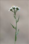 Achillea ptarmica subsp. ptarmica var. vulgaris Heimerl