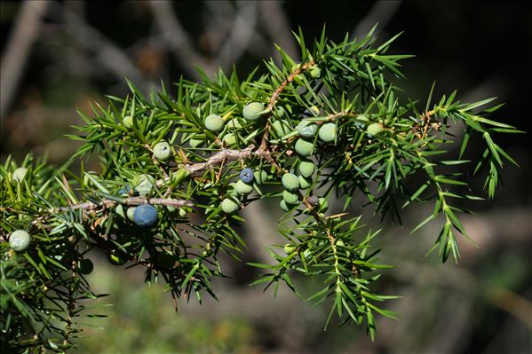 Juniperus communis L. subsp. communis