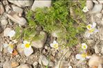 Ranunculus peltatus Schrank subsp. peltatus