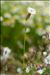 Silene uniflora subsp. uniflora var. montana (Arrond.) Kerguélen