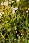 Silene uniflora subsp. uniflora var. montana (Arrond.) Kerguélen