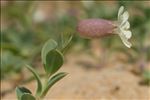 Silene uniflora subsp. thorei (Dufour) Jalás