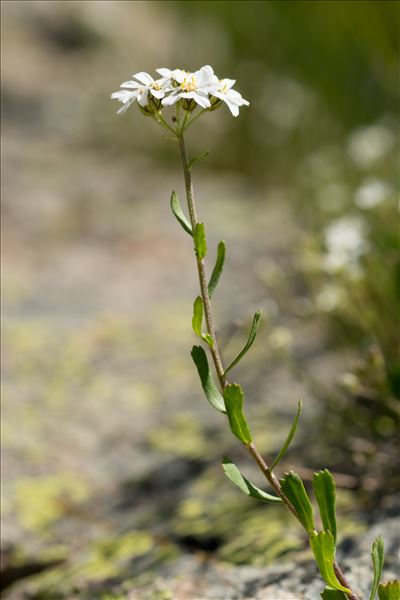 Achillea erba-rotta All. subsp. erba-rotta