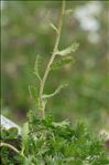 Achillea erba-rotta All. subsp. erba-rotta