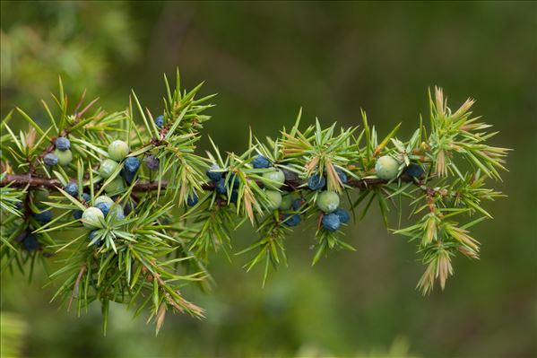 Juniperus communis subsp. hemisphaerica (C.Presl) Arcang.