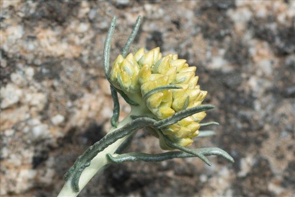 Helichrysum italicum (Roth) G.Don subsp. italicum