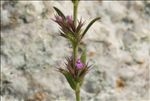 Micromeria graeca (L.) Benth. ex Rchb. subsp. graeca