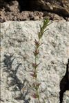 Micromeria graeca (L.) Benth. ex Rchb. subsp. graeca