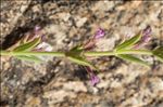 Micromeria graeca (L.) Benth. ex Rchb. subsp. graeca