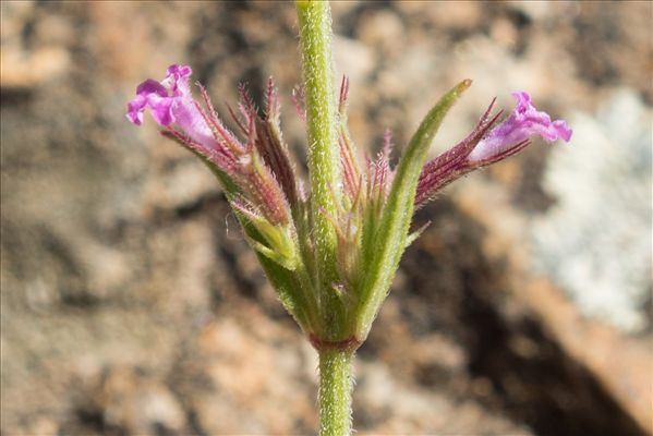 Micromeria graeca (L.) Benth. ex Rchb. subsp. graeca