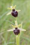 Ophrys provincialis (Baumann & Künkele) Paulus