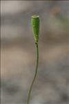 Papaver dubium L. subsp. dubium