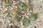 Ranunculus parnassifolius subsp. heterocarpus Küpfer
