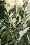 Salix laggeri Wimm.