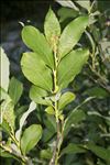 Salix laggeri Wimm.