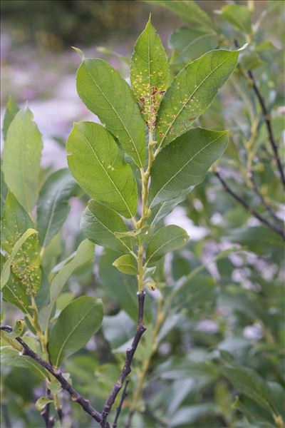 Salix laggeri Wimm.