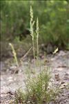 Koeleria macrantha (Ledeb.) Schult.