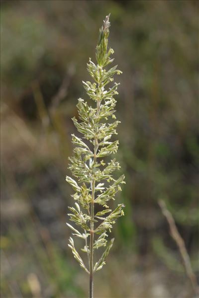 Koeleria macrantha (Ledeb.) Schult.