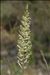 Koeleria macrantha (Ledeb.) Schult.