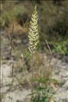 Koeleria macrantha (Ledeb.) Schult.