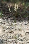 Koeleria macrantha (Ledeb.) Schult.