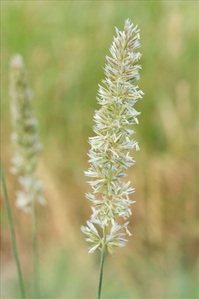 Koeleria vallesiana (Honck.) Gaudin