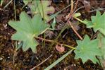 Alchemilla glabra Neygenf.