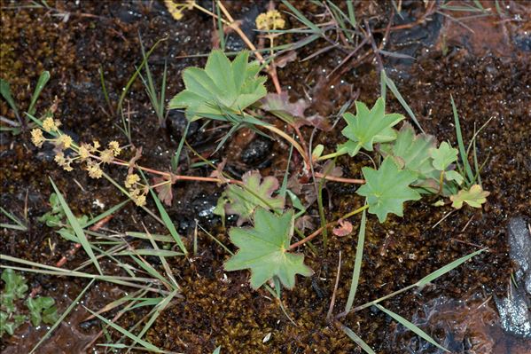 Alchemilla glabra Neygenf.