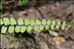 Asplenium trichomanes subsp. quadrivalens D.E.Mey.