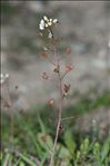 Capsella bursa-pastoris subsp. rubella (Reut.) Hobk.
