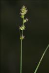 Carex leersii F.W.Schultz