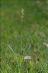 Carex leersii F.W.Schultz