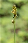 Carex leersii F.W.Schultz