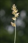 Carex leersii F.W.Schultz
