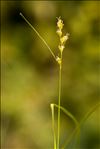 Carex leersii F.W.Schultz