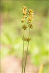 Carex leersii F.W.Schultz