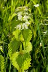 Lamium album L.