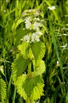 Lamium album L.