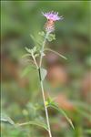 Centaurea decipiens subsp. ruscinonensis (Boiss.) Dostál