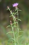 Centaurea decipiens Thuill. subsp. decipiens