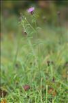 Centaurea decipiens subsp. ruscinonensis (Boiss.) Dostál