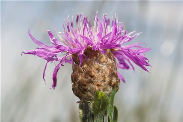 Centaurea jacea L. subsp. jacea