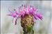 Centaurea jacea L. subsp. jacea