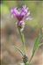 Centaurea jacea subsp. timbalii (Martrin-Donos) Braun-Blanq.