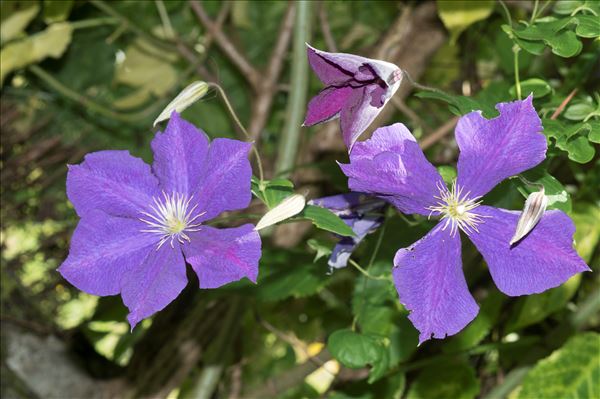 Clematis viticella L.