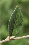 Cotoneaster franchetii Bois