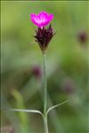 Dianthus carthusianorum L. subsp. carthusianorum