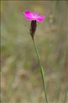 Dianthus carthusianorum L. subsp. carthusianorum