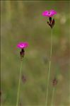 Dianthus carthusianorum L. subsp. carthusianorum