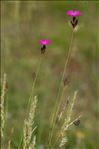 Dianthus carthusianorum L. subsp. carthusianorum